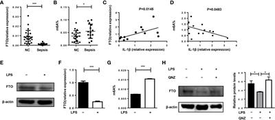 Targeted Inhibition of FTO Demethylase Protects Mice Against LPS-Induced Septic Shock by Suppressing NLRP3 Inflammasome